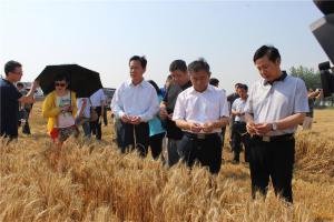 安徽省农机局领导视察小麦收成情况
