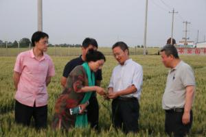 农业部首席专家考察使用洛阳鑫乐农机具播种的小麦长势