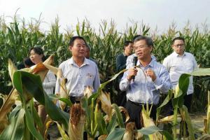 河北省节本节水现场演示会，中国农大教授王志敏​讲解鑫乐公司的机具播种玉米