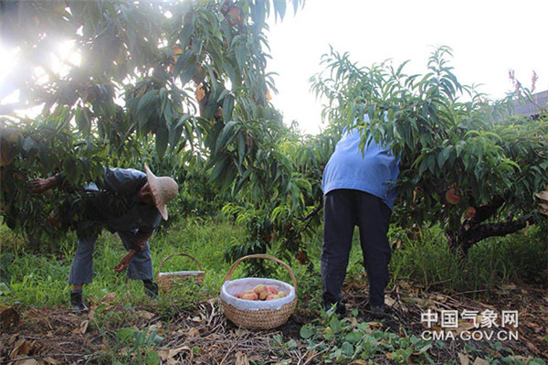 气象专家:秋粮作物进入生长关键期 需加强防控