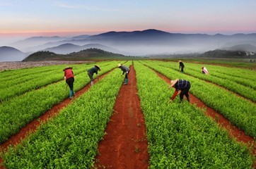 黑龙江省2020年中药材种植面积将达260万亩