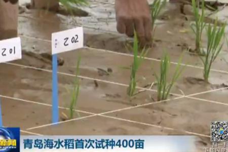 青岛海水稻首次试种400亩