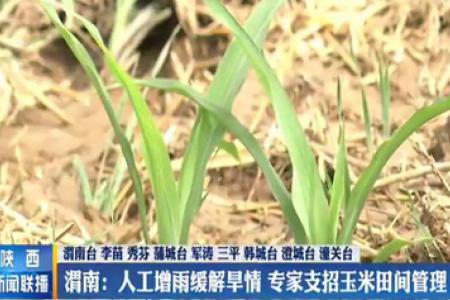 渭南：人工增雨缓解旱情 专家支招玉米田间管理