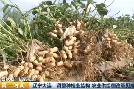 辽宁大连：调整种植业结构 农业供给侧改革见成效