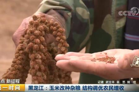 黑龙江：玉米改种杂粮 结构调优农民增收