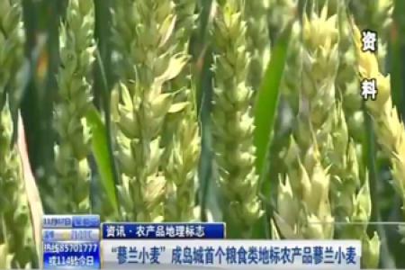 “蓼兰小麦”成岛城首个粮食类地标农产品蓼兰小麦