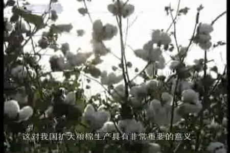 棉花工厂化育苗和机械化移栽新技术2