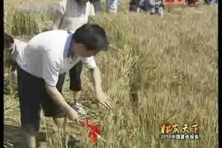 三夏进行时：北京市民体验收麦