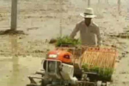 农业部：早稻因洪灾减产 晚稻加紧抢种