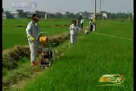中晚稻病虫害加重，农业部部署防控工作