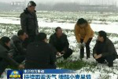 持续雨雪天气 缓解小麦旱情