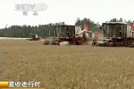 山东小麦开机收获 夏粮整体形势好于去年