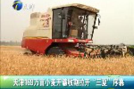 天津169万亩小麦开镰收割 拉开“三夏”序幕