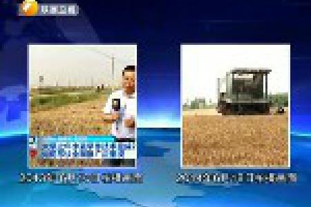 陕西省夏粮再获丰收 高产示范田功不可没