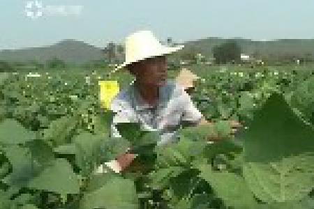 海南专项资金扶持农民专业合作社规模化发展
