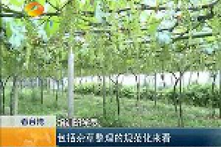 湖南农民合作社理事长赴台“取经记”
