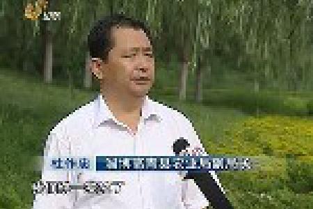 山东夏粮总产比去年增产9亿斤