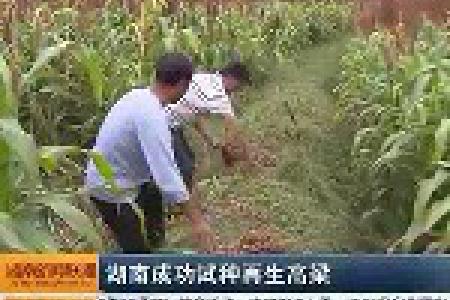 湖南成功试种再生高粱 不受缺水制约 每亩比种水稻增收300元以上