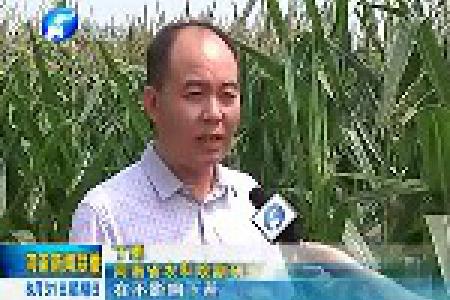河南迎来抗旱及时雨 农业专家提醒加强秋粮管理