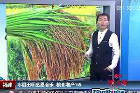 福建水稻田听感恩音乐 粮食增产15%