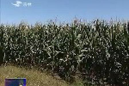 吉林省大田玉米丰收在望