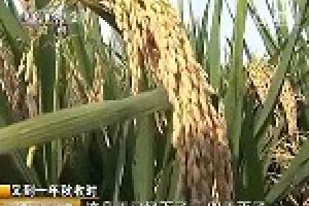 超级稻试验田迎来“模拟考” 收成超预期
