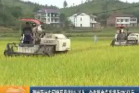 湖南预计中稻晚稻增产5%以上 全年粮食总产接近600亿斤
