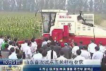 山东首次试点玉米籽粒收获