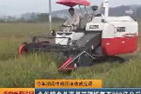 湖南今年中晚稻丰收成定局 全年粮食总产量可望恢复至300亿公斤