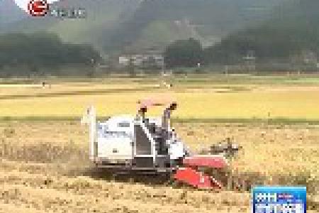黔西南75万亩水稻陆续开镰收割