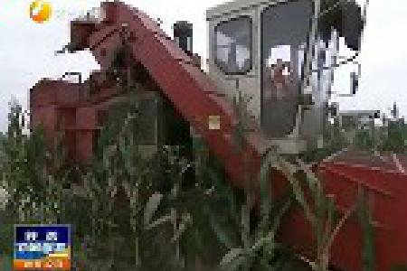 陕西：120万台农机“忙秋收” 玉米机收面积已过六成