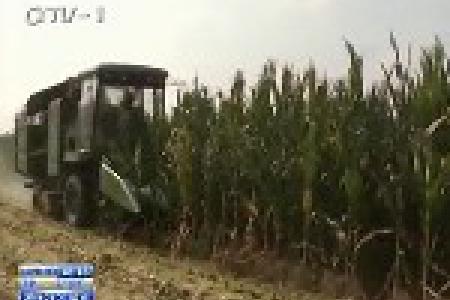 玉米大丰收 颗粒又大又饱满