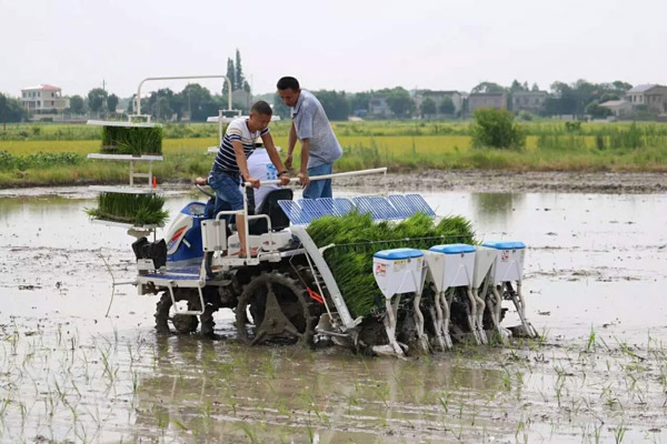 龙舟2FH-8型水稻插秧同步精量施肥机