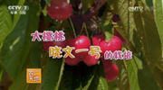 大樱桃晓文一号的栽培