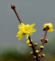 杭州：孤山腊梅 暗香浮动