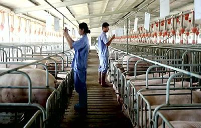 农业农村部加大农机补贴力度支持生猪生产