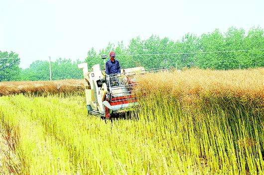 湖北举办油菜轮作试点农机化技术观摩培训