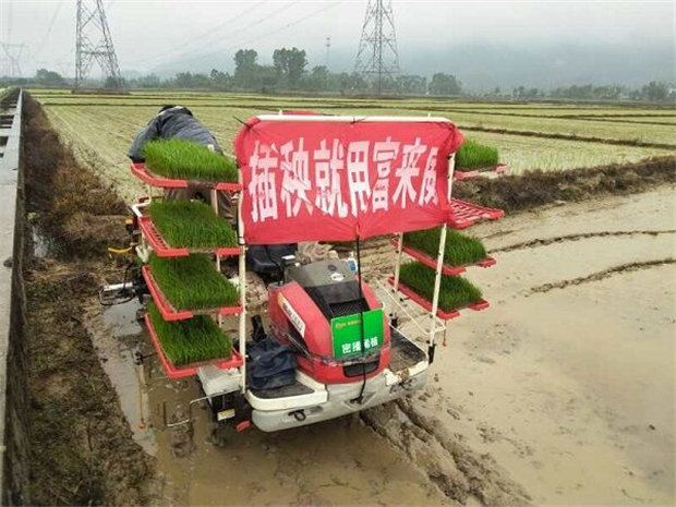 富来威水稻密播稀植技术湖北试验增收228.5元/亩