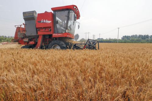 新疆小麦机收率达97.48%