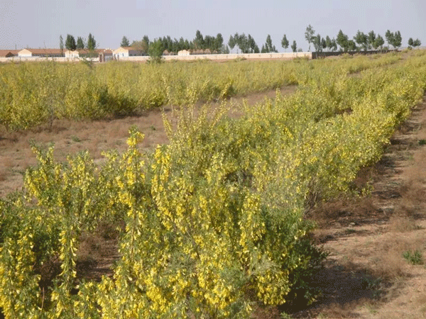 内蒙商都引进柠条"收割神器"