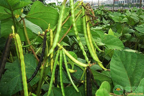 东北大范围降温，绿豆价格随之“遇冷”（附最新绿豆价格）