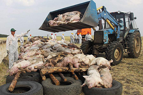 农业农村部发布《非洲猪瘟疫情应急实施方案(