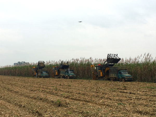 广西开展甘蔗收获机推广鉴定可靠性试验