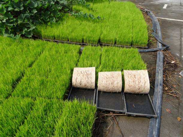 江西省关于印发水稻育秧中心建设项目实施方案