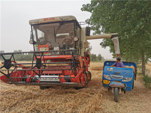 疫情之下看夏粮丰收——雷沃重工用创新守护"中国饭碗"